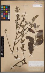 Foto von Salix cinerea L.